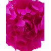 Photoroom-20241229_180751.png