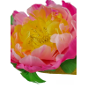 Photoroom-20240628_153420.png